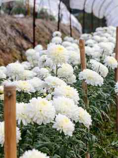 白色菊花鉴定花花园