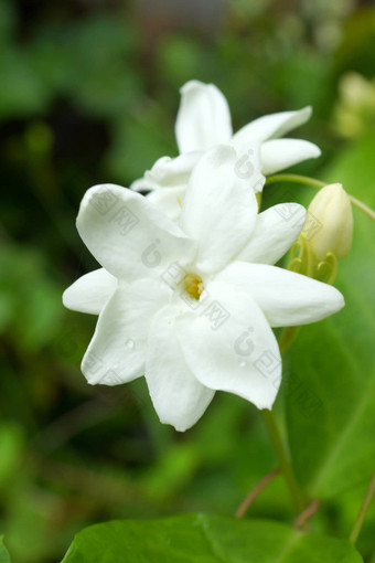 香白色花<strong>茉莉花茶</strong>使