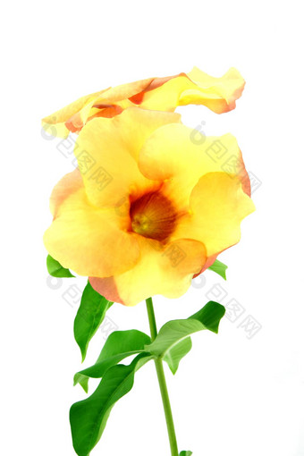 黄蔓金小号美丽的黄色的花孤立的