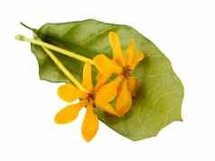 香黄色的花栀子花carinata瓦利奇