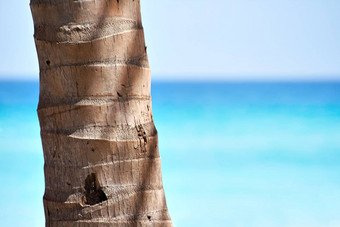 棕榈树干美丽的海滩