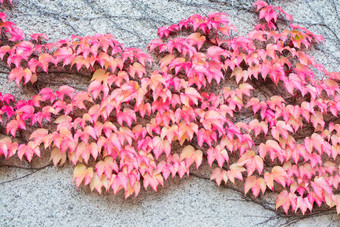 红色的艾薇parthenocissusquinquefolia