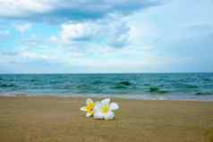 白色黄色的鸡蛋花花海滩