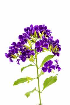 紫罗兰色的花Durantaerecta马鞭草科