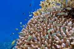 珊瑚礁硬珊瑚鱼铬caerulea底热带海