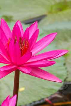 粉红色的莲花花朵水莉莉花盛开的池塘