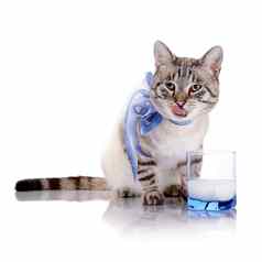 条纹猫蓝色的弓玻璃牛奶