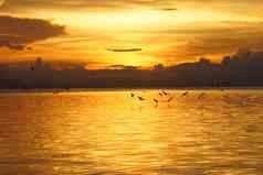 日落湖燕子