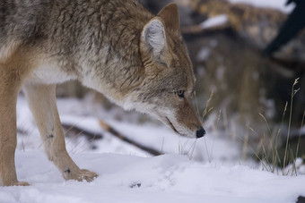 土狼狩猎鼠标黄石公园国家公园