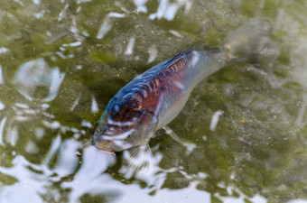 鲤鱼池塘鱼科伊