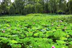 莲花花园夏天宫北京中国