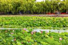 莲花花园夏天宫北京中国
