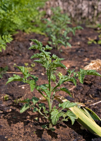 番茄植物