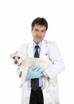 兽医携带狗需要兽医护理