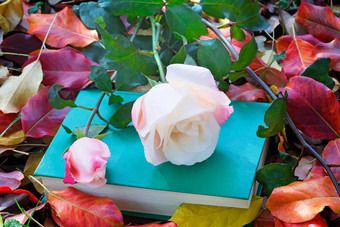 美丽的白色玫瑰书黄色的秋天叶子