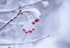 红色的罗文浆果覆盖新鲜的雪