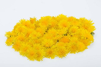 美丽的黄色的花<strong>蒲公英</strong>