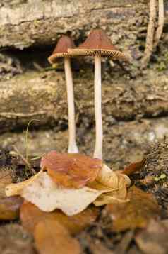 棕色（的）蘑菇日益增长的树树干