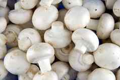 可食用的白色食用香草蘑菇