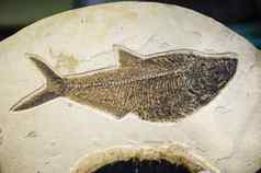 鱼化石已经灭绝的物种打印