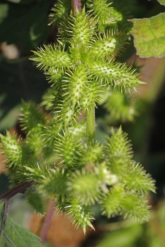 水果努古拉毛刺苍耳子西方