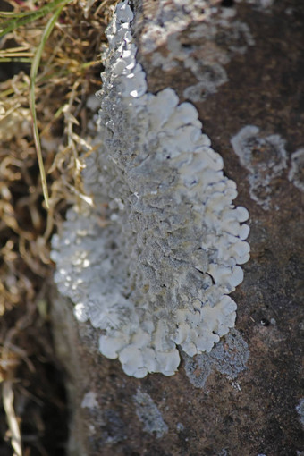 <strong>黄</strong>肚菌rock-shield地底