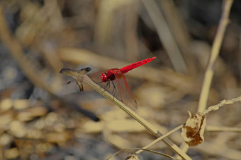 朱红色蜻蜓crocothemiserythraea