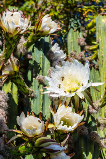 蜜蜂<strong>昙花</strong>,仙人掌布鲁姆