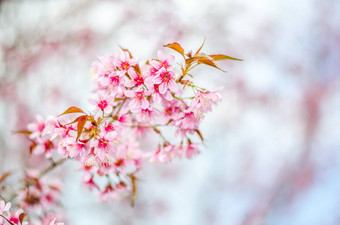 樱桃花朵树模糊背景