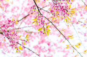 樱桃花朵树阳光明媚的一天