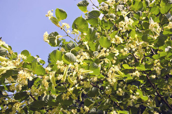 开花<strong>林登树</strong>医疗花朵分支机构