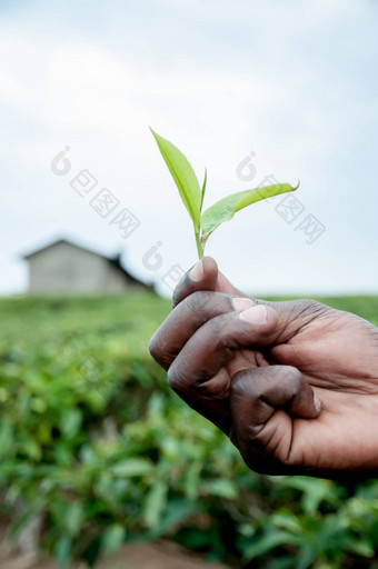 手持有茶树叶