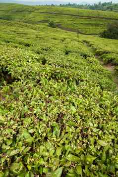 茶种植园