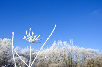 美丽的<strong>冬至</strong>农村景观重白霜Rime