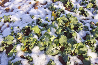 rapeseeds植物幼苗叶子<strong>冬天</strong>覆盖雪