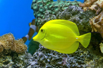 黄金鱼色彩斑斓的珊瑚礁
