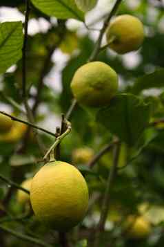 成熟的黄色的柠檬挂树