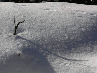 嫩枝雪