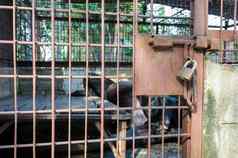铁笼子里拘留亚洲人的黑色的熊