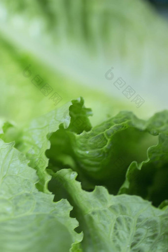 organice冰山绿色生菜叶子特写镜头