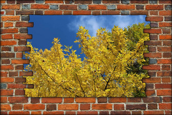 破碎的砖墙视图秋天黄色的树