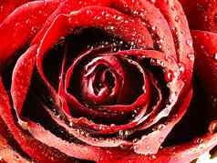 红色的玫瑰关闭露水花瓣