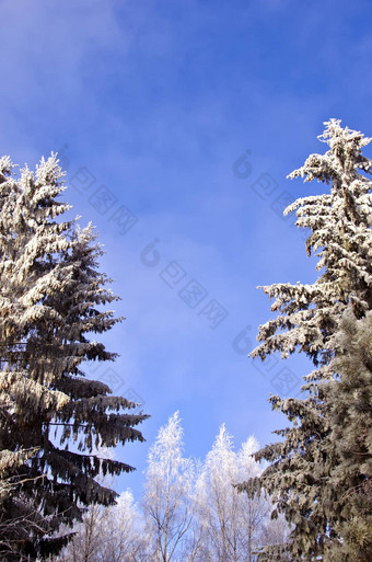 美丽的冬天白霜Rime森林