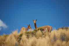 小羊驼Altiplano