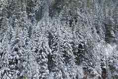 雪覆盖常绿冷杉树冬天