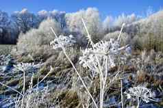 美丽的冬天时间白霜植物