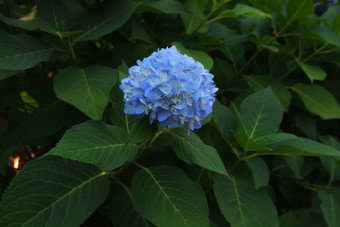 蓝色的绣球花花朵