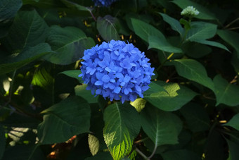 蓝色的绣球花花朵