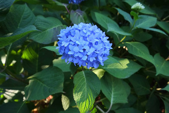 蓝色的绣球花花朵