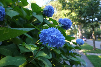 蓝色的绣球花花朵